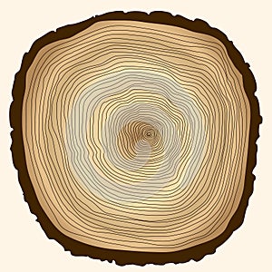 Tree rings, cut stump photo