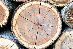 Timber logs