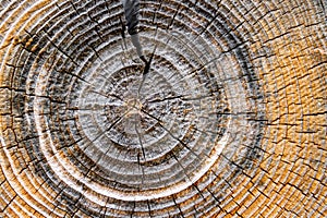 Tree Rings