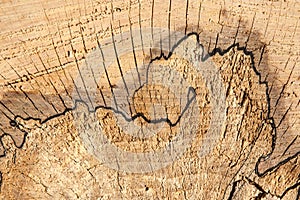 Tree rings and interesting wooden lines