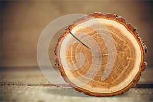 Tree Rings photo