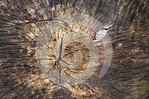 Tree rings old weathered wood texture