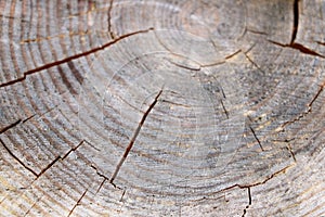 Tree rings old weathered wood texture with the cross section of a cut log