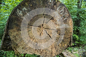 Tree rings old weathered wood texture with the cross section of a cut log