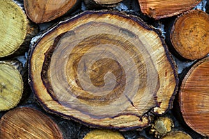 Tree rings old weathered wood texture with the cross section of a cut log.