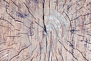 Tree rings old weathered wood texture with the cross section of a cut log.