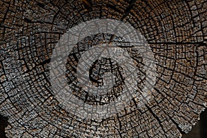 Tree rings old weathered wood texture with the cross section of