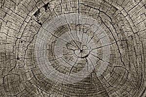 Tree Rings