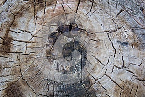 Tree rings old weathered wood texture with the cross section