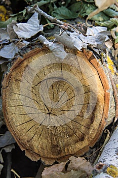 Tree rings old weathered wood texture with the cross section