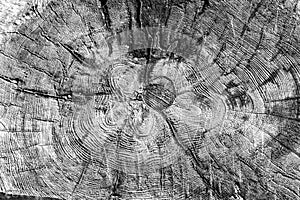 Tree rings old weathered wood texture