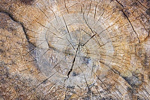Tree rings old weathered wood texture with the cross section of a cut log showing the concentric annual growth rings as a flat