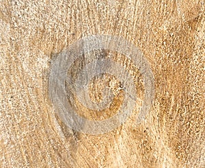 Tree rings old weathered wood texture with the cross section of a cut log. Textured surface with rings and cracks