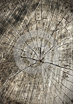 Tree rings old wood texture as background, cross section