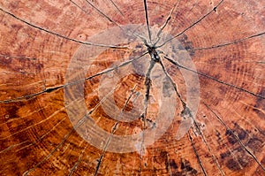 Tree rings old wood texture background