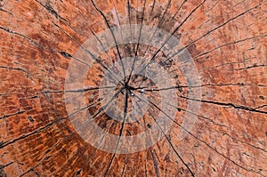 Tree rings old wood texture background,Cross section annual ring