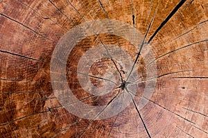 Tree rings old wood texture background,Cross section annual ring