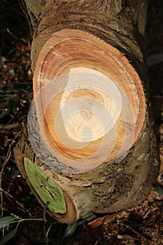 Tree rings in recently cut eucalyptus tree trunk