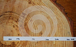 Tree rings. Section. Dated. New Jersey