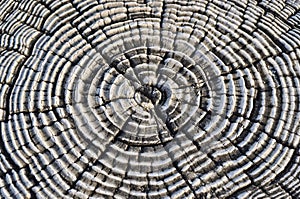 Tree Rings