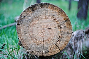 Tree rings tree structure