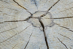 Tree rings on a wood section
