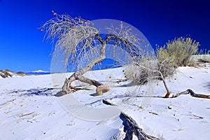 Tree (Rio Grande Cottonwood) at the White Sands National Park photo