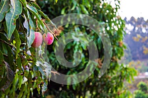 Tree with ripe fresh organic delicious mango fruits