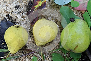 Tree ripe pears isolared on an earthen surface in the garden in nateral conditions, place to record.