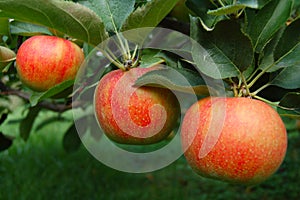 Tree Ripened Apples photo