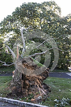 Tree ripped from the ground on resedential property