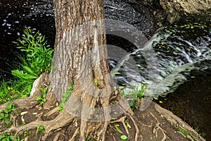 Tree on the river bank near the waterfall