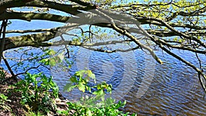 A tree on a river is half in water while the sun is shining