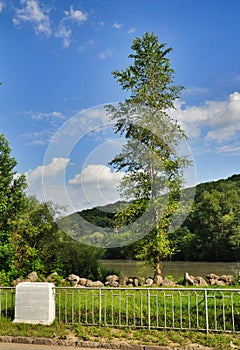 Tree by the river