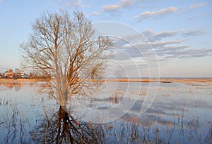 Tree in the river near Rostov photo