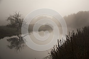 Tree at the river with reflection