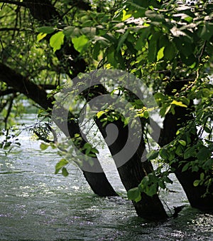 Tree at a River Shore