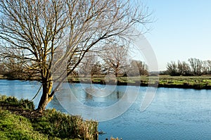 Tree and river