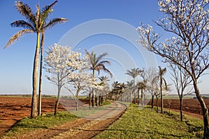 Tree road