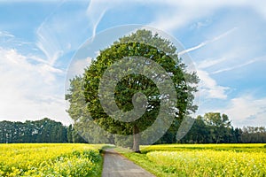 Tree with road and canola field