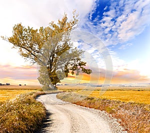 Tree and road landscape