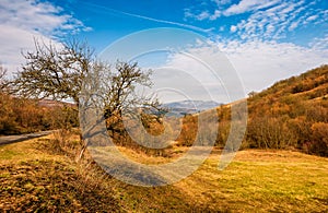 Tree by the road in mountains in springtime