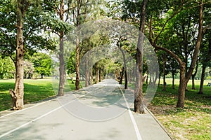 Tree with road in park