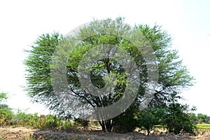 The tree on road side