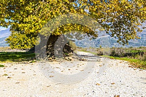 Tree on the road to Hadrianopolis at Gjirokaster town