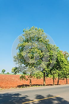 Tree on roadside