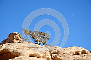 Tree on the rock