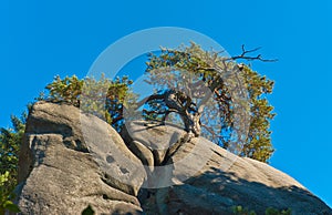 Tree in a rock