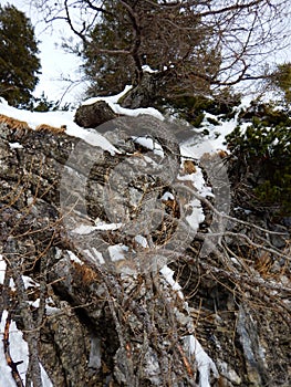 Tree on a rock with bent roots