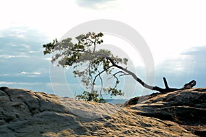 Tree on a rock